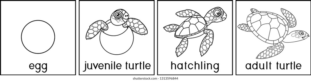 Life Cycle Of A Turtle Coloring Page Free Printable Coloring Pages Images Life Cycle Of A Turtle Coloring Page Free Printable Coloring Pages Images