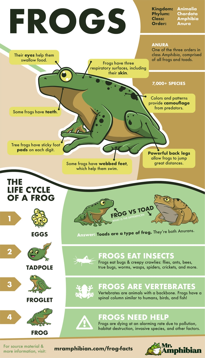 Life Cycle Of An Amphibian Frogs Toads And Other Amph Vrogue co Life Cycle Of An Amphibian Frogs Toads And Other Amph Vrogue co