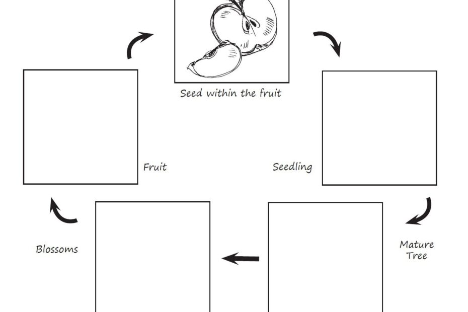 Life Cycle Of An Apple Tree Worksheet