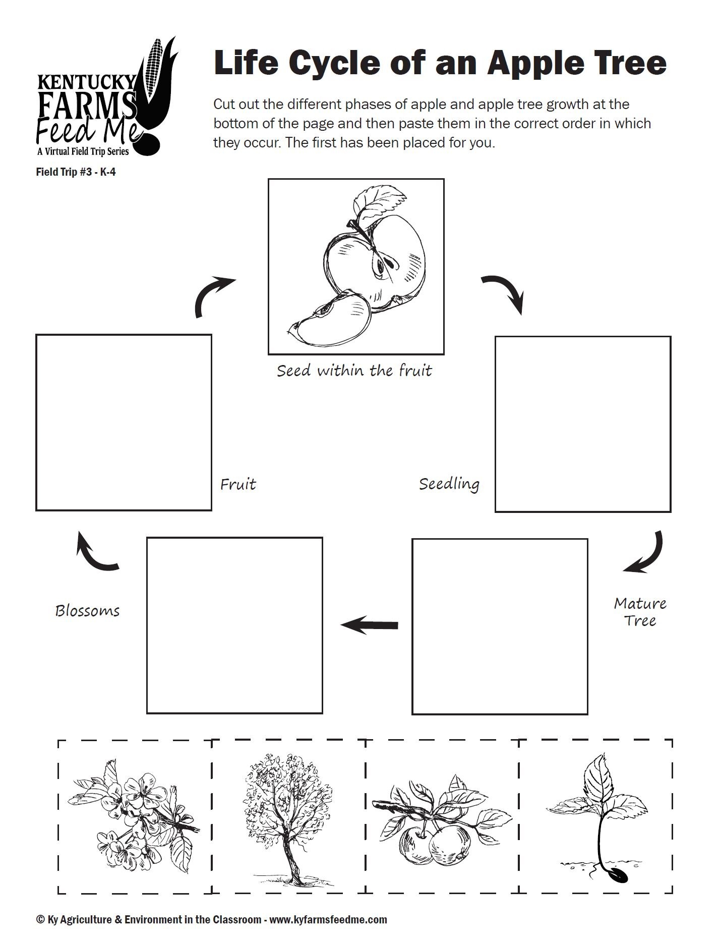 Life Cycle Of An Apple Tree Worksheet