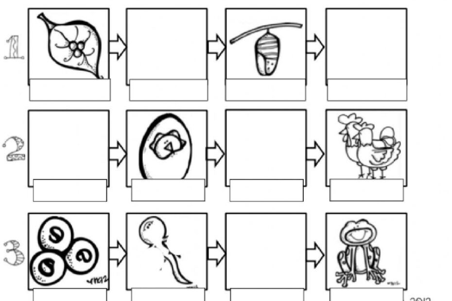 Life Cycle Of Animals Worksheet For 2 Live Worksheets Worksheets