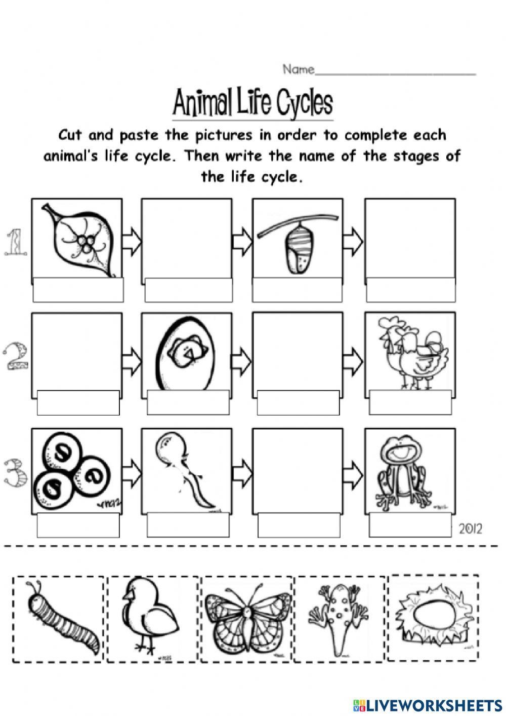 Life Cycle Of Animals Worksheet For 2 Live Worksheets Worksheets Life Cycle Of Animals Worksheet For 2 Live Worksheets Worksheets