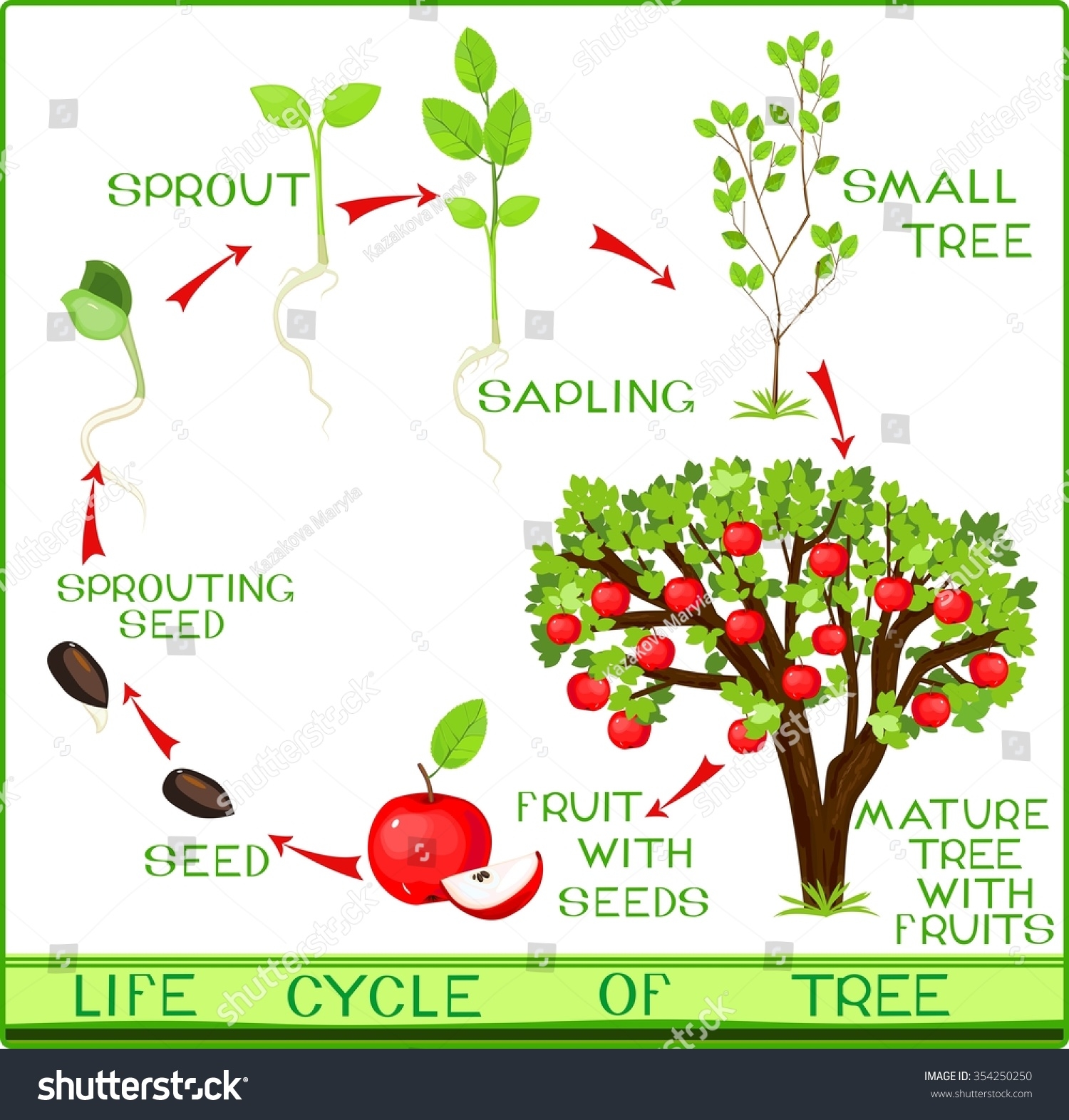 Life Cycle Of Apple Tree