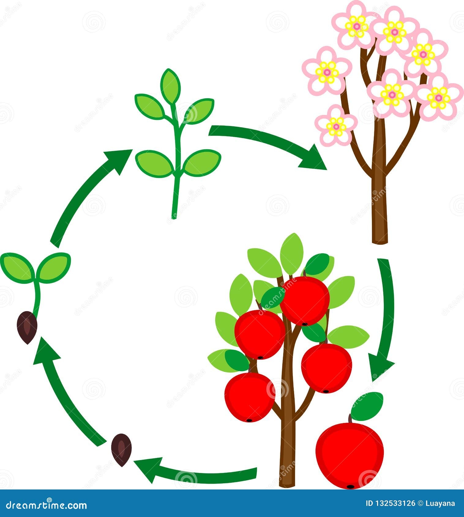 Apple Tree Life Cycle
