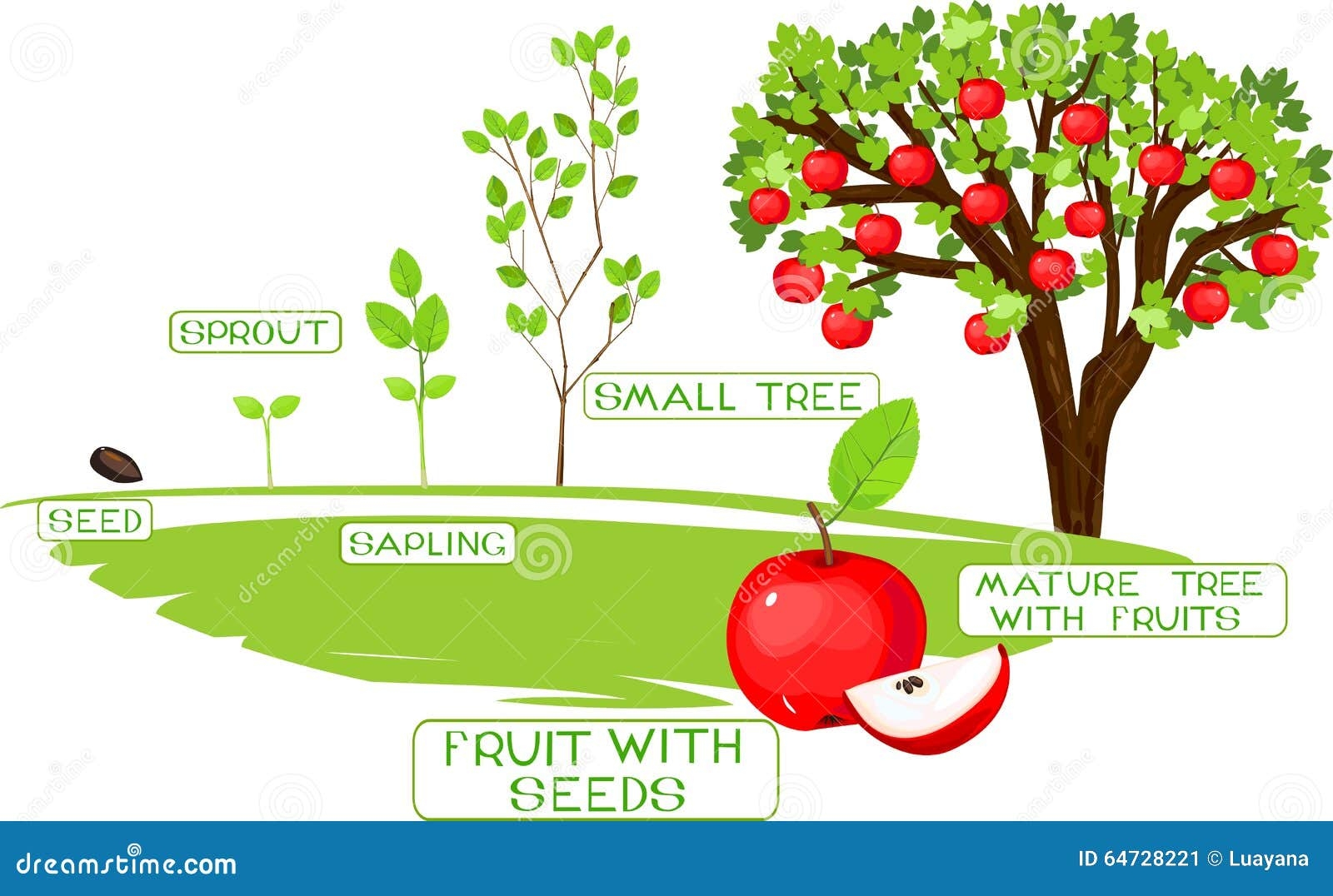 Life Cycle Of Apple Tree