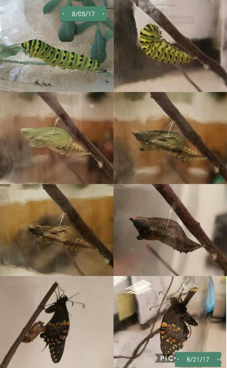 Life Cycle Of Black Swallowtail Life Cycles Swallowtail Birds