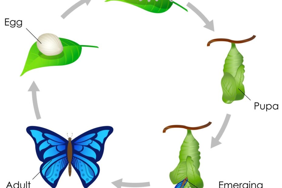 Life Cycle Of Butterflies KidsPressMagazine