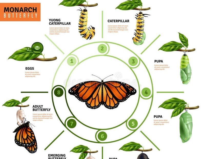Life Cycle Of Butterfly Life Cycle Of Butterfly Complete