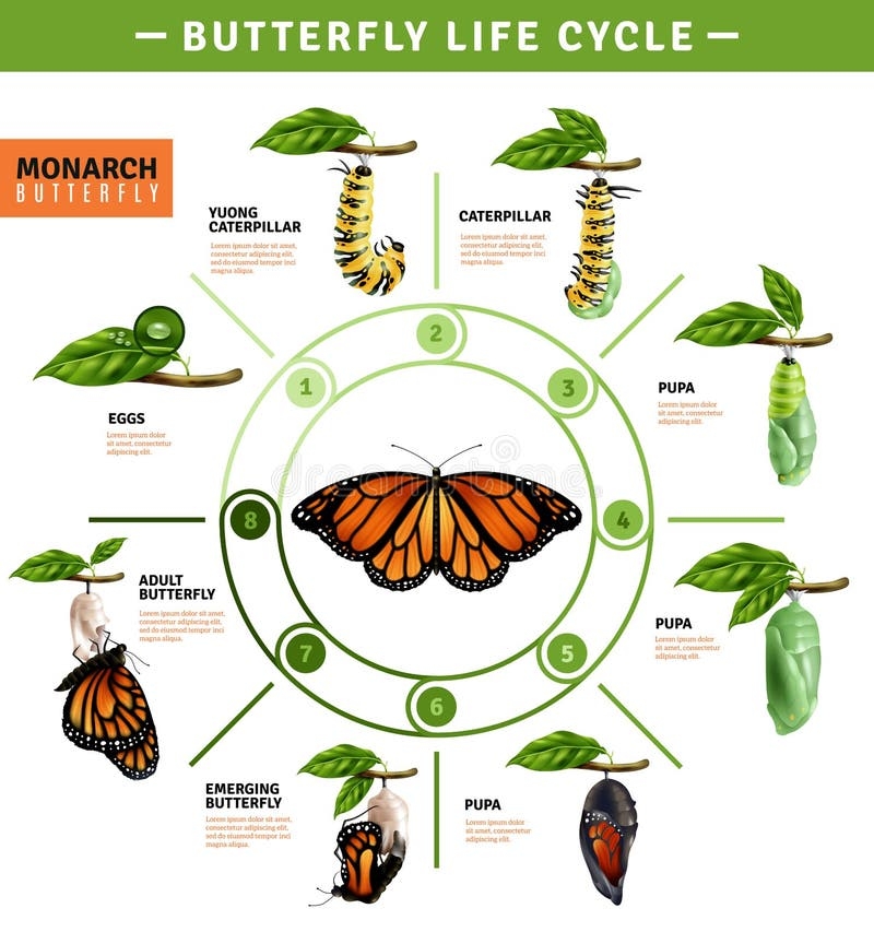 Life Cycle Of Butterfly Life Cycle Of Butterfly Complete Life Cycle Of Butterfly Life Cycle Of Butterfly Complete