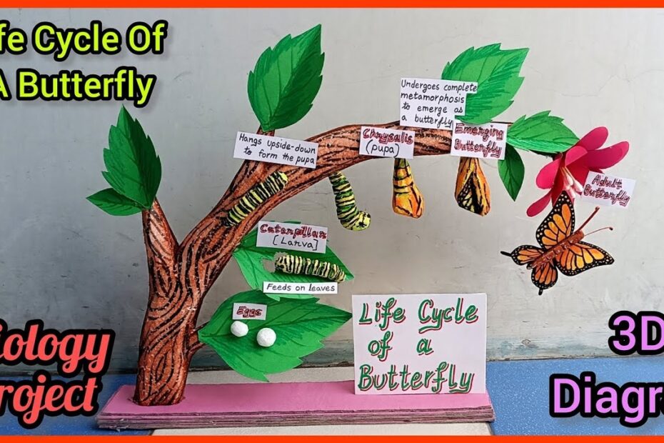Life Cycle Of Butterfly Project Creative Crafts