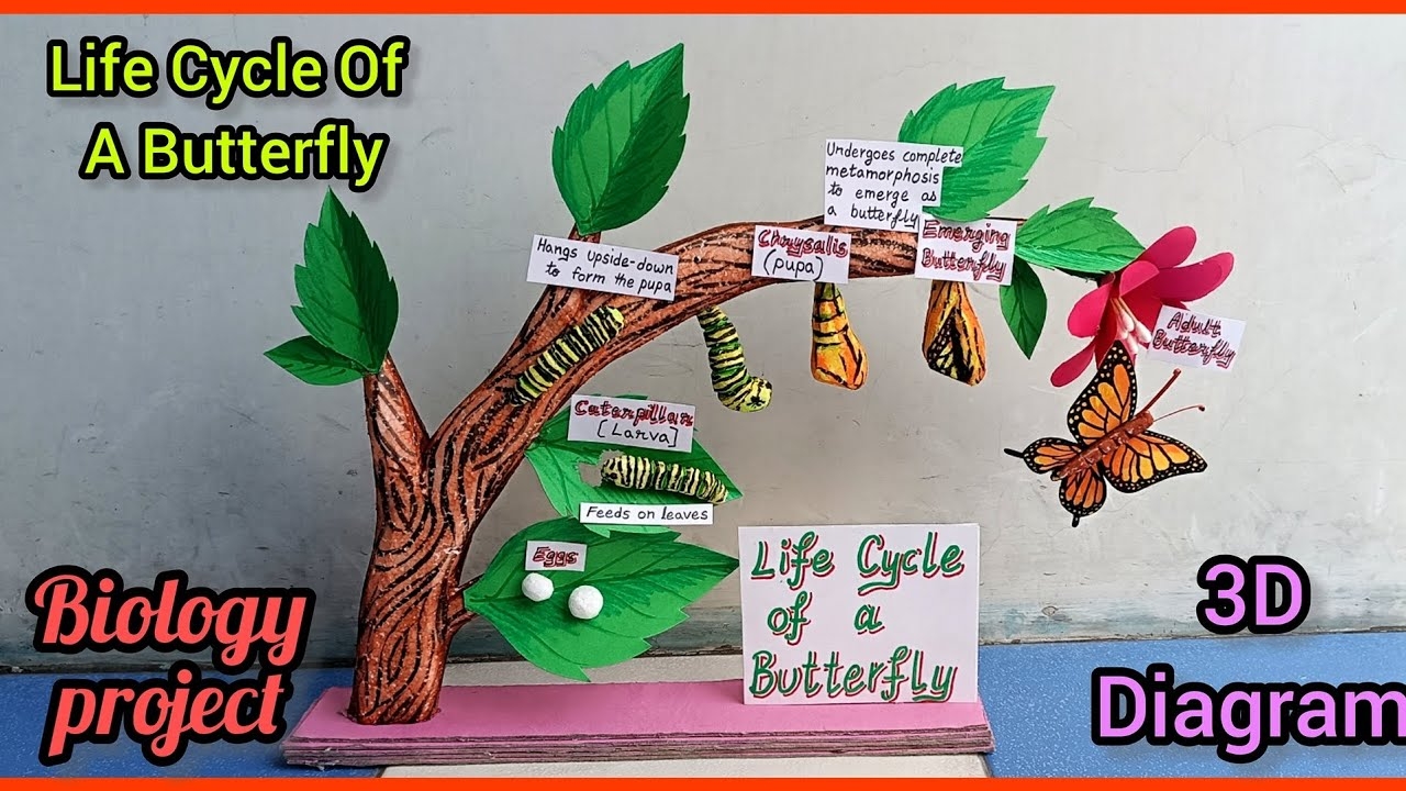 Life Cycle Of Butterfly Project Creative Crafts Life Cycle Of Butterfly Project Creative Crafts