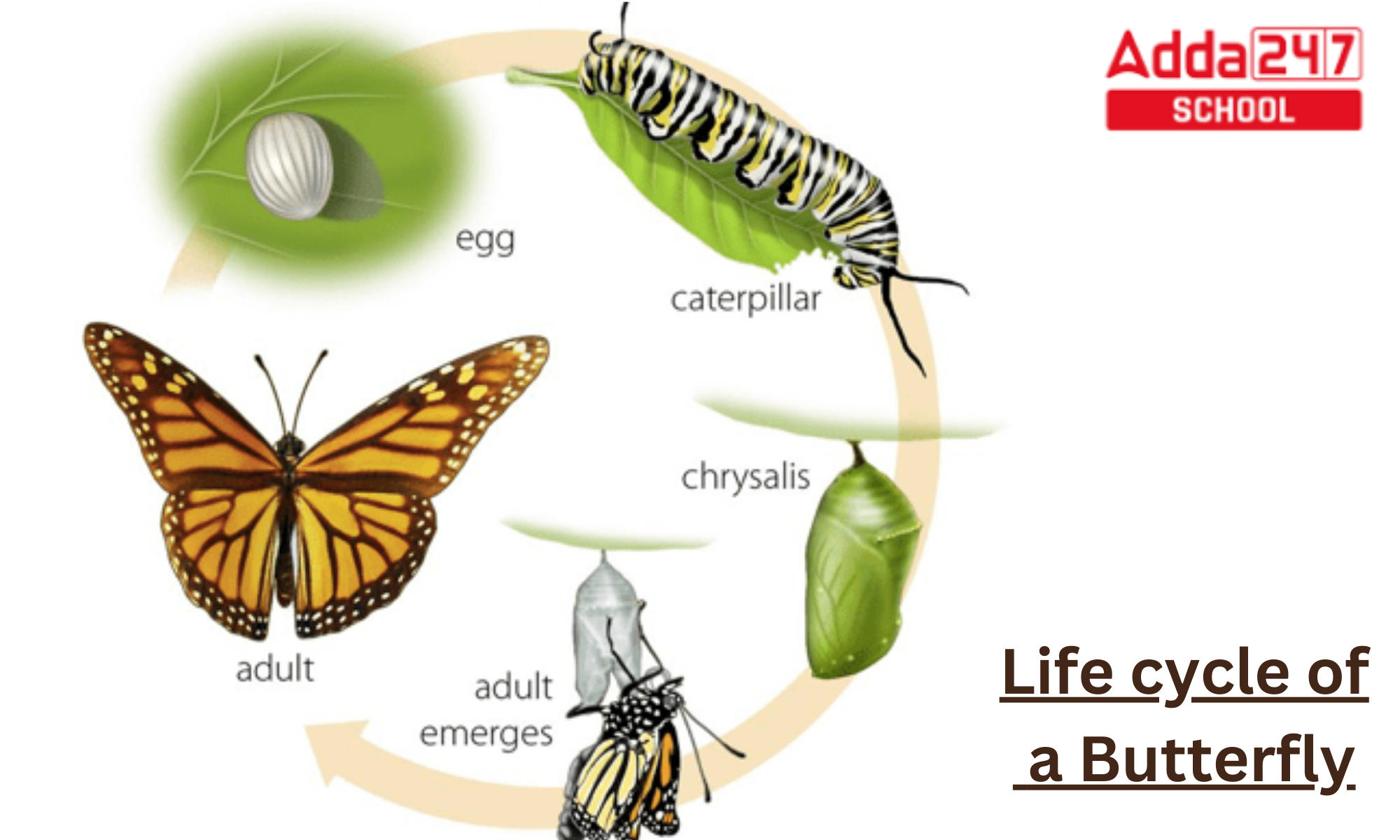 Life Cycle Of Butterfly Project Explanation For Class 8 Sexiezpix Web Life Cycle Of Butterfly Project Explanation For Class 8 Sexiezpix Web