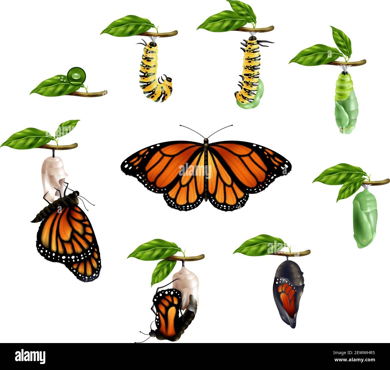 Life Cycle of a Butterfly Pupa Stage