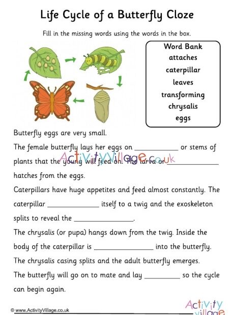 Life Cycle Of Butterfly Worksheet Free Printable PDF For Kids