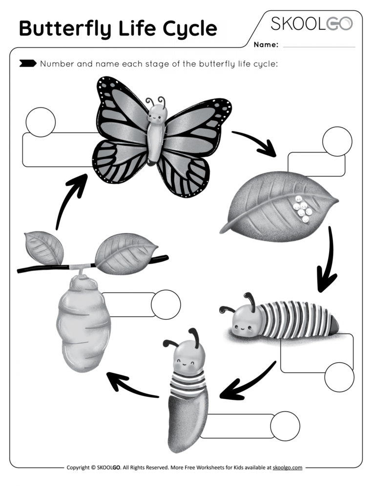 Life Cycle Of Butterfly Worksheet Life Cycle Of Butterfly Worksheet