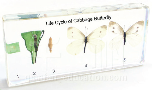 White Cabbage Butterfly Life Cycle with Lady Bugs White Cabbage Butterfly Life Cycle with Lady Bugs