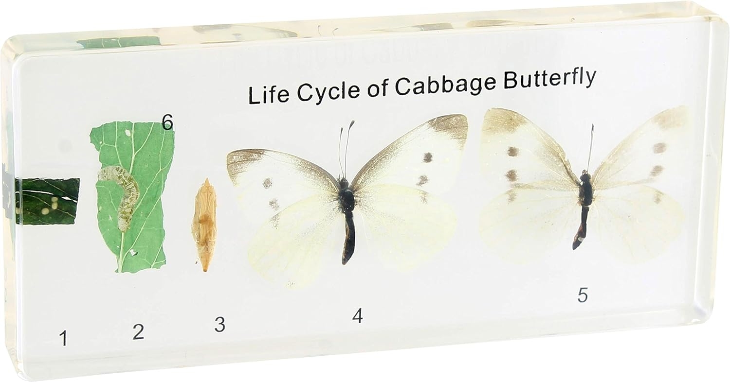 Life Cycle Of Cabbage Butterfly Real Specimen Amazon Industrial Life Cycle Of Cabbage Butterfly Real Specimen Amazon Industrial