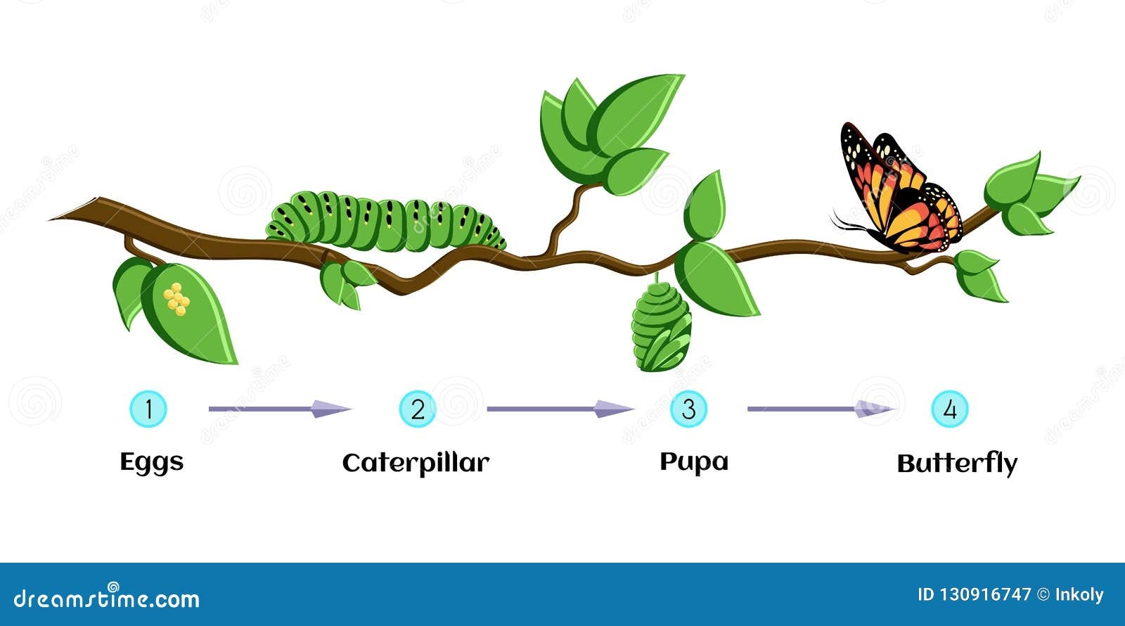A Life Cycle of a Caterpillar