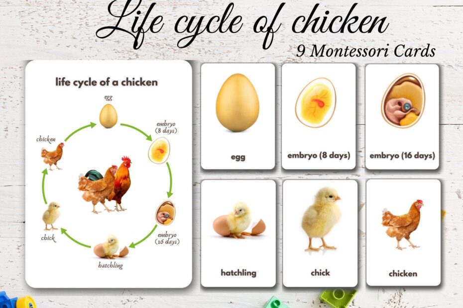 Life Cycle Of Chicken Real Pictures 9 Printable Montessori Cards