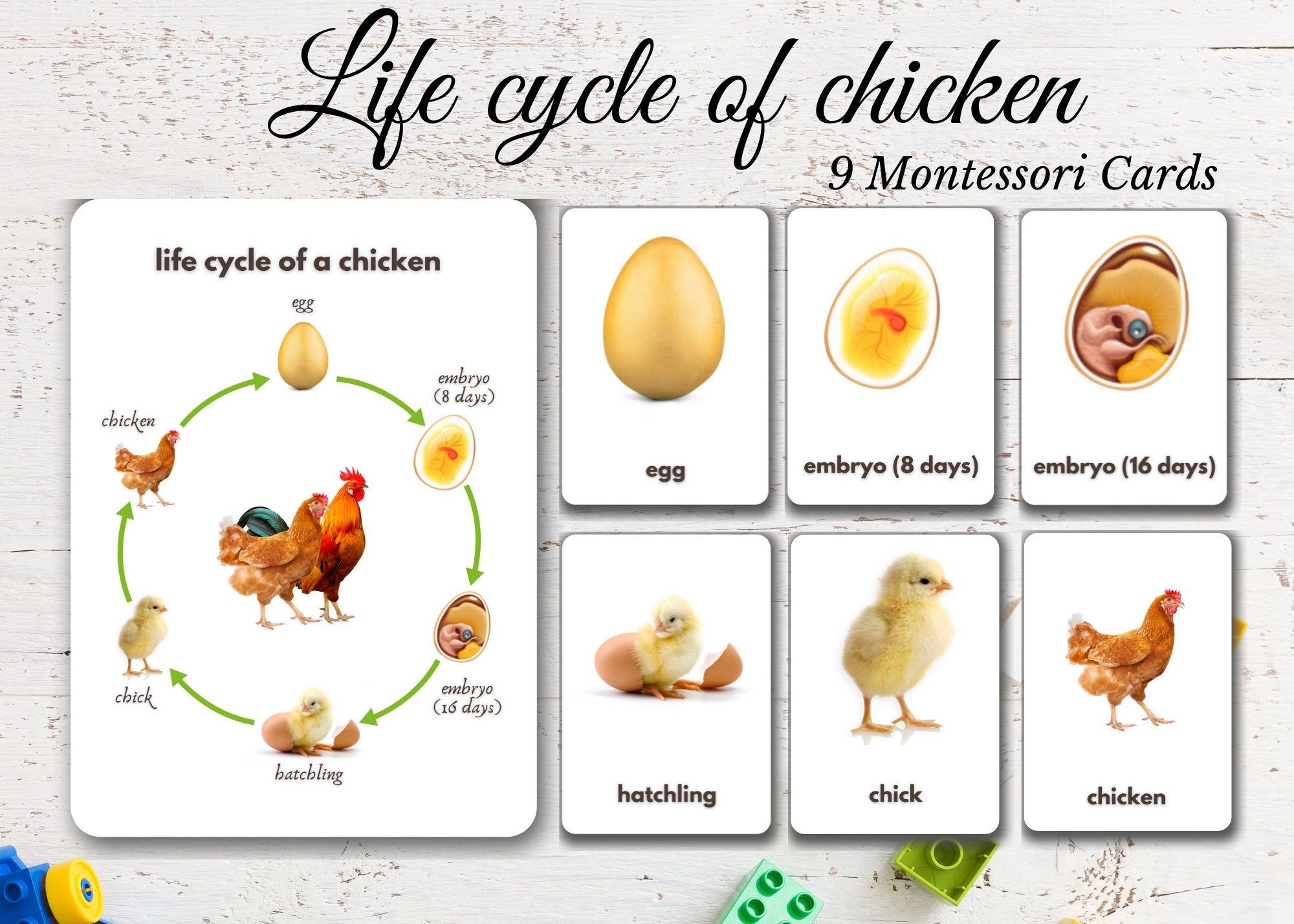 Life Cycle Of Chicken Real Pictures 9 Printable Montessori Cards Life Cycle Of Chicken Real Pictures 9 Printable Montessori Cards