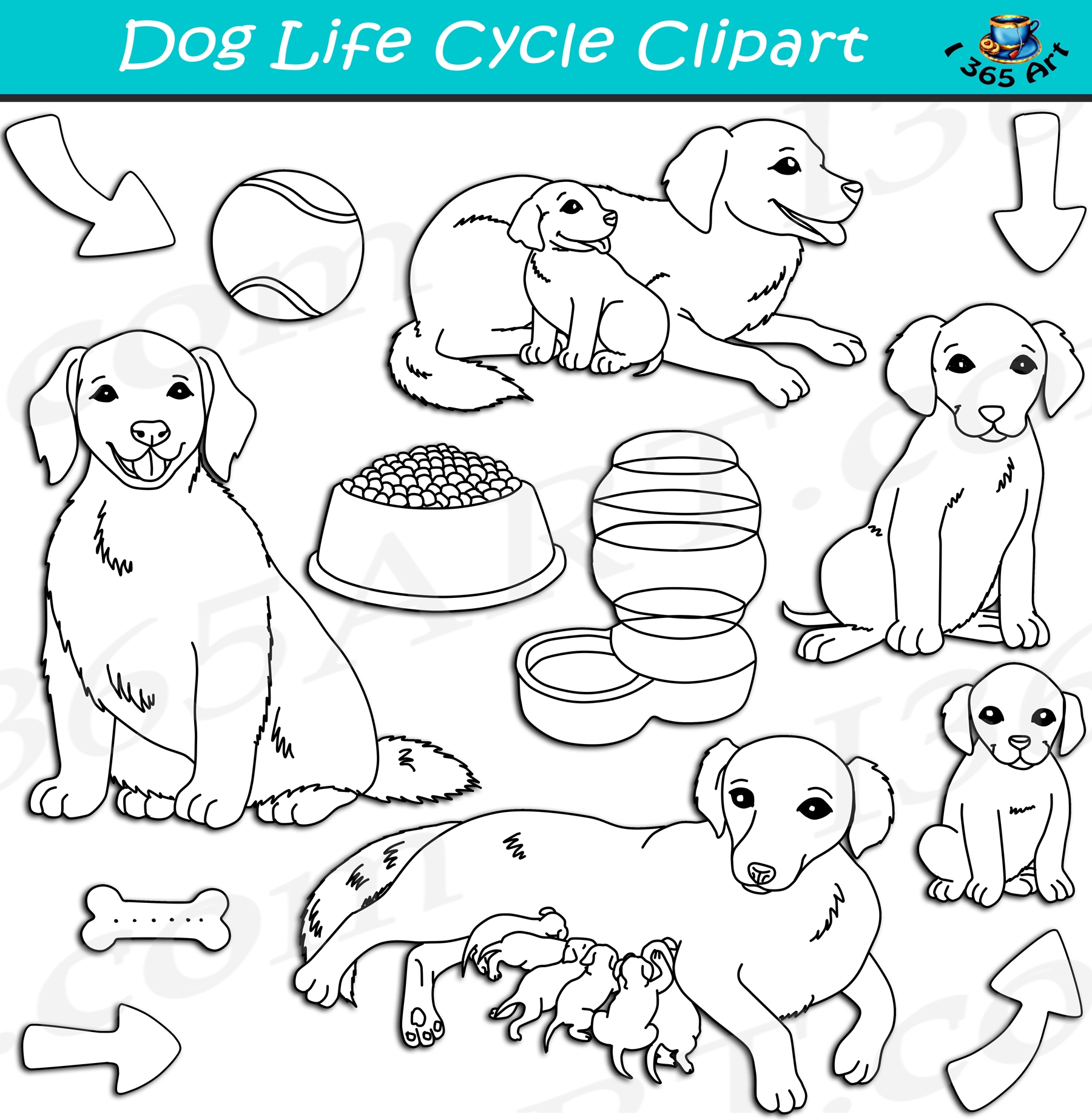 Life Cycle of a Dog Drawing Life Cycle of a Dog Drawing