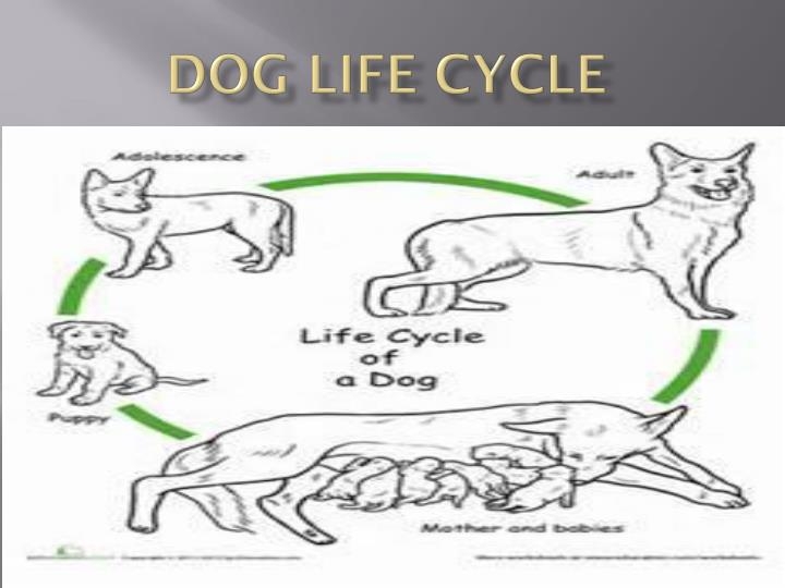 Life Cycle Of Dog Life Cycle Of Dog