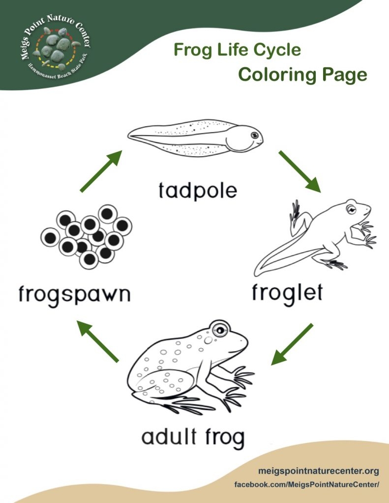 life cycle of frog outline life cycle of frog outline