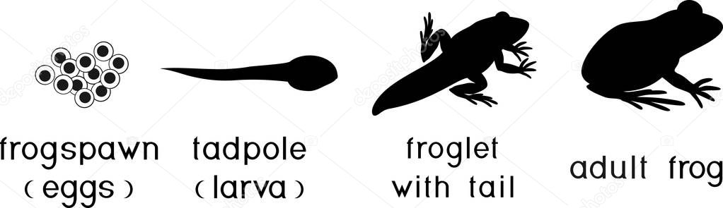 Life Cycle Of Frog Sequence Of Stages Of Development Of Frog From Egg Life Cycle Of Frog Sequence Of Stages Of Development Of Frog From Egg