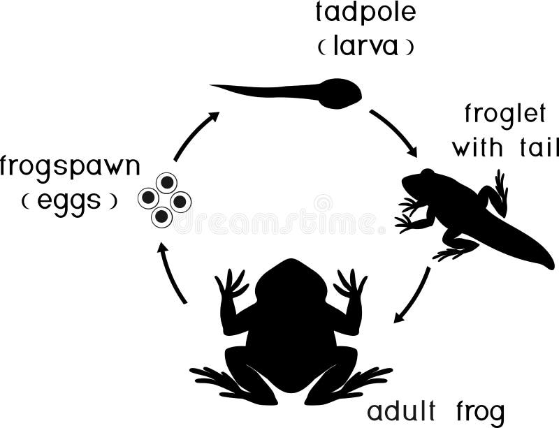 Life Cycle Of Frog Stages Of Development Of Frog From Egg To Adult