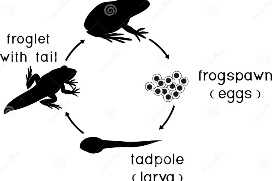 Life Cycle Of Frog Stages Of Development Of Frog From Egg To Adult