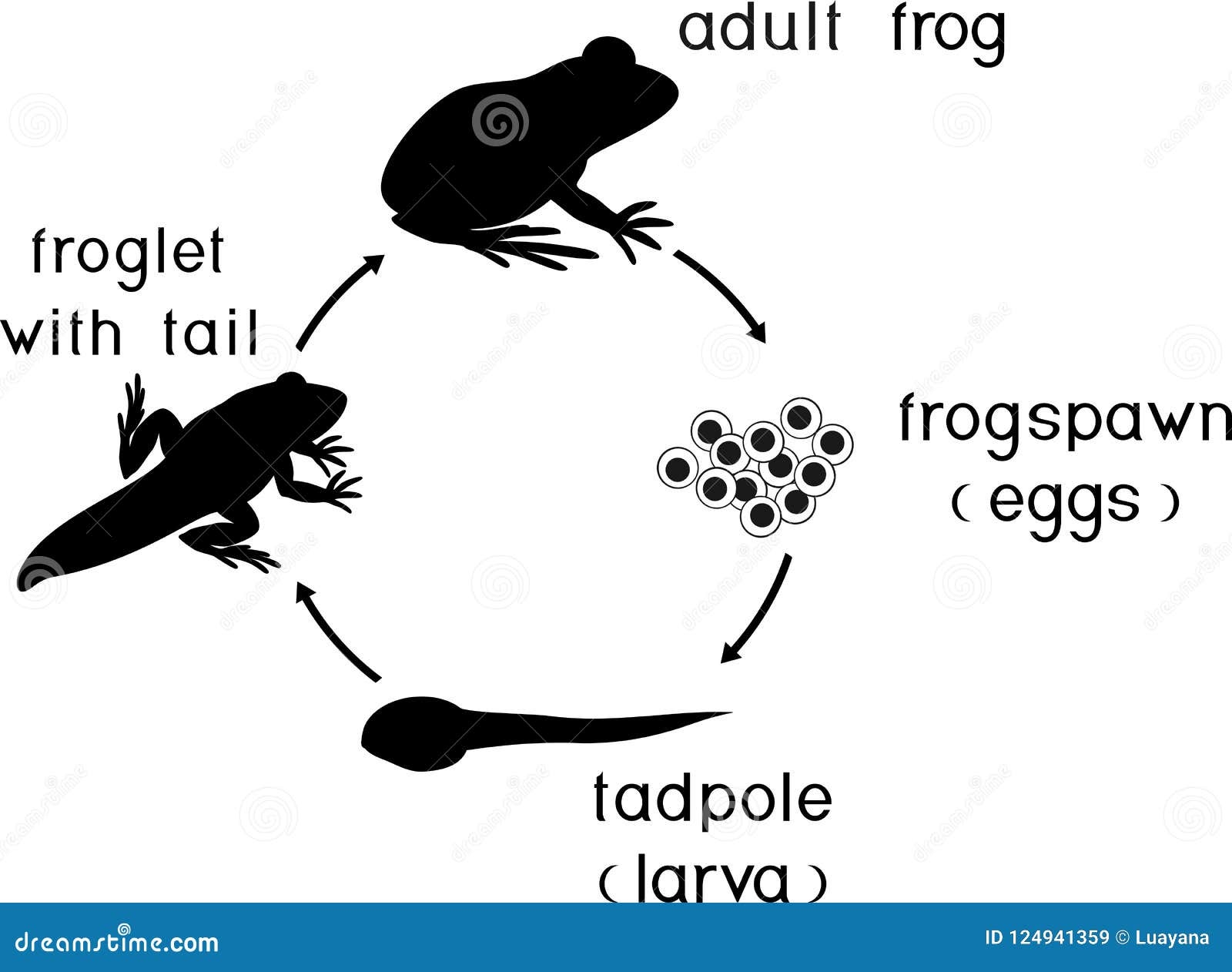 Life Cycle Of Frog Stages Of Development Of Frog From Egg To Adult Life Cycle Of Frog Stages Of Development Of Frog From Egg To Adult