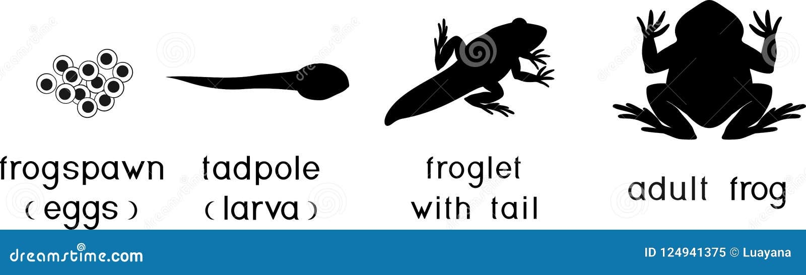 Life Cycle Of Frog Stages Of Development Of Frog From Egg To Adult Life Cycle Of Frog Stages Of Development Of Frog From Egg To Adult