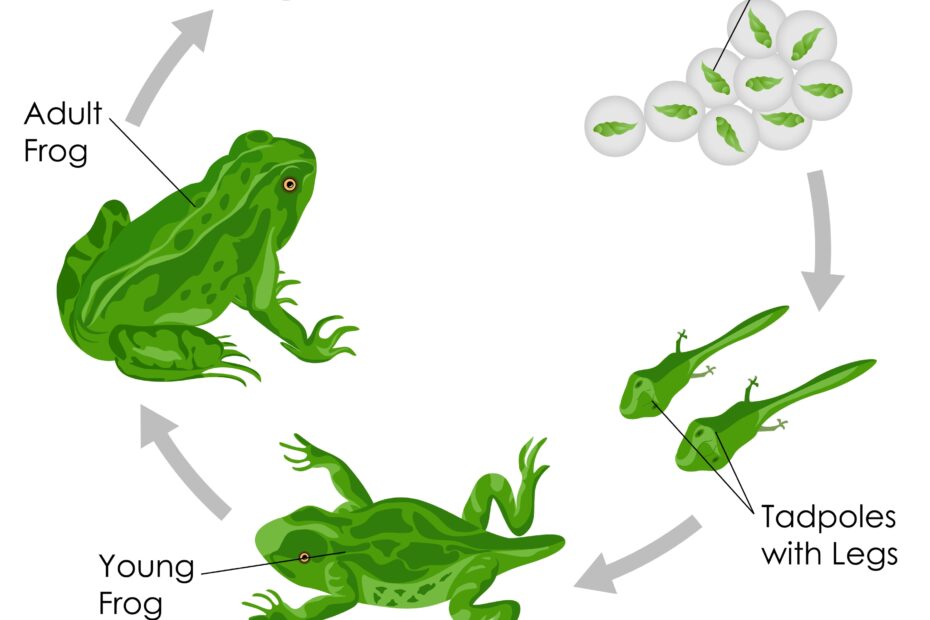 Life Cycle Of Frogs KidsPressMagazine