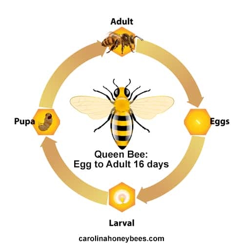 Bee Life Cycle Diagram Bee Life Cycle Diagram