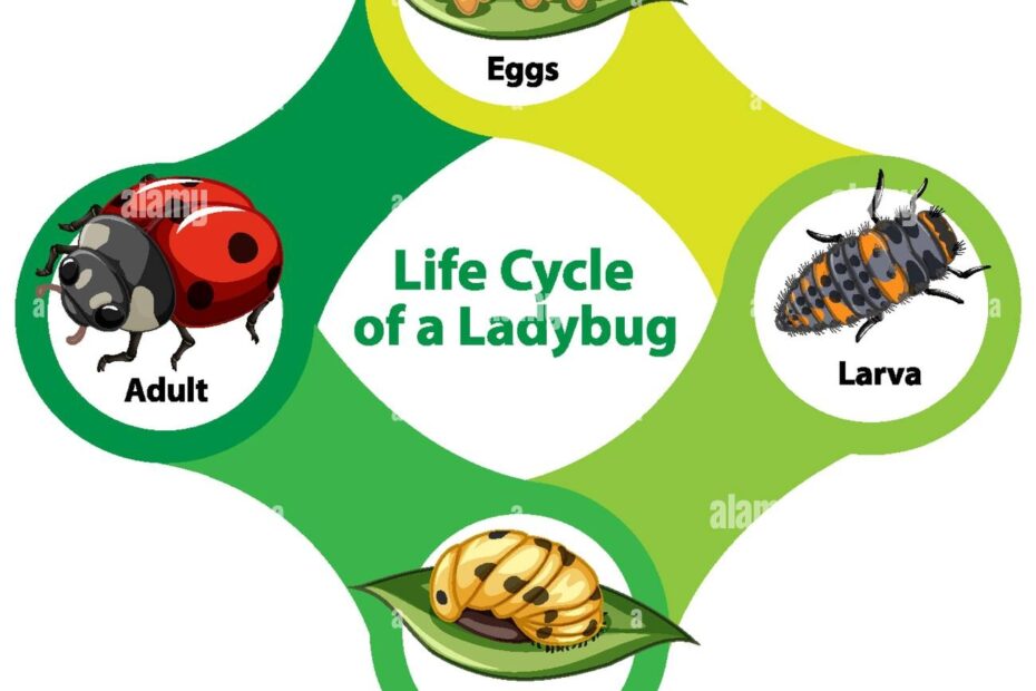 Life Cycle Of Ladybug Jethro Jeff