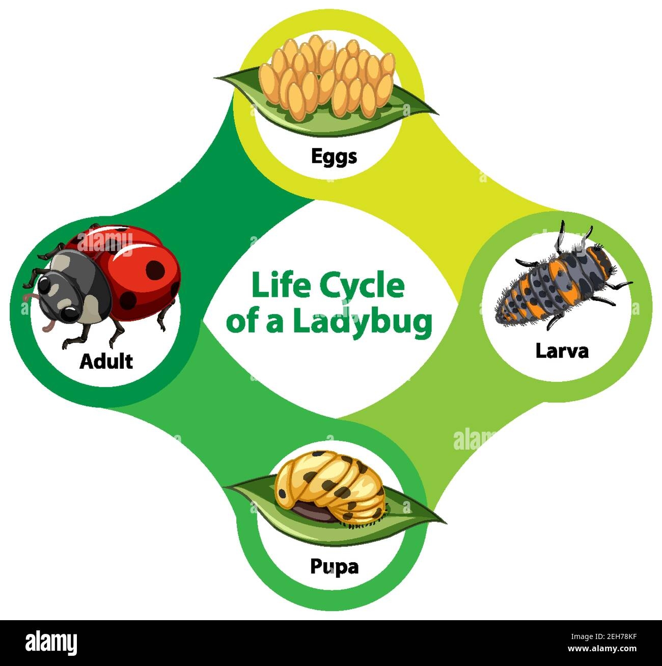 Life Cycle Of Ladybug Jethro Jeff Life Cycle Of Ladybug Jethro Jeff