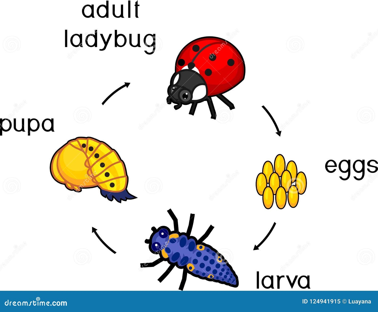 Life Cycle Of Ladybug Stages Of Development Of Ladybug From Egg To Life Cycle Of Ladybug Stages Of Development Of Ladybug From Egg To
