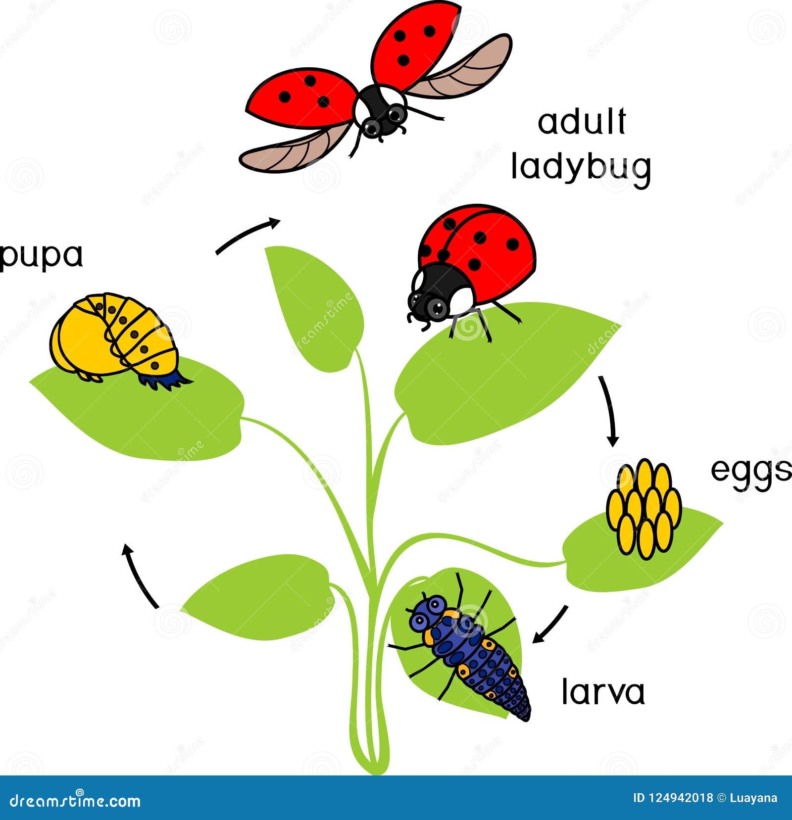 Life Cycle of a Ladybug Life Cycle of a Ladybug