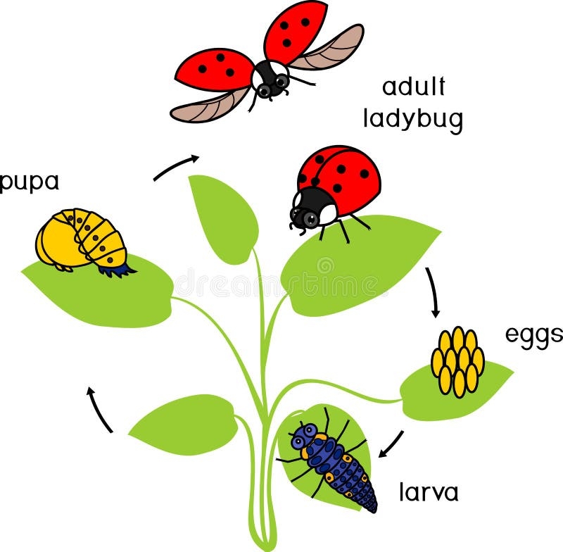 Life Cycle Of Ladybug Stages Of Development Of Ladybug From Egg To Life Cycle Of Ladybug Stages Of Development Of Ladybug From Egg To