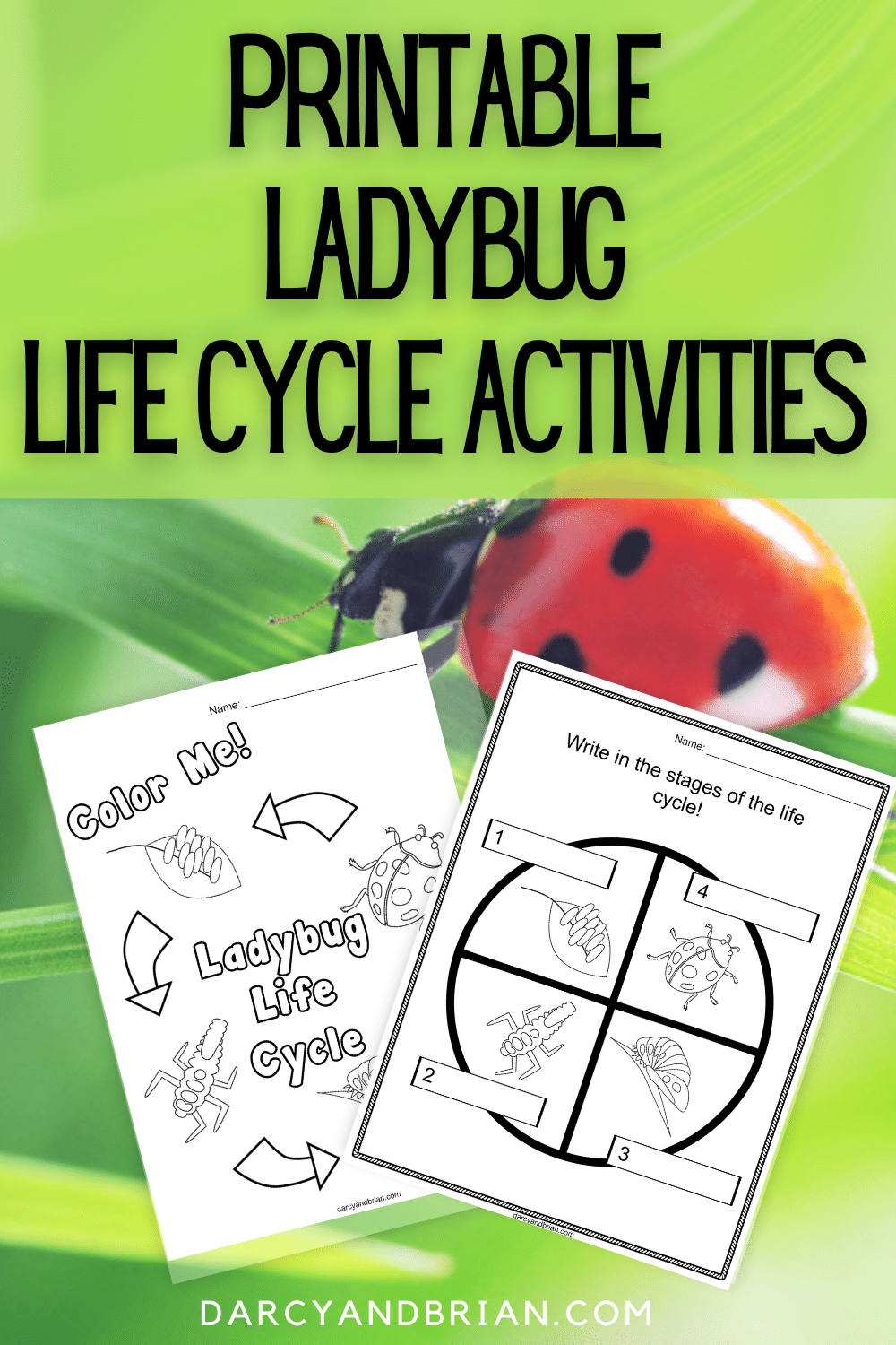 Life Cycle Of Ladybug Life Cycle Of Ladybug