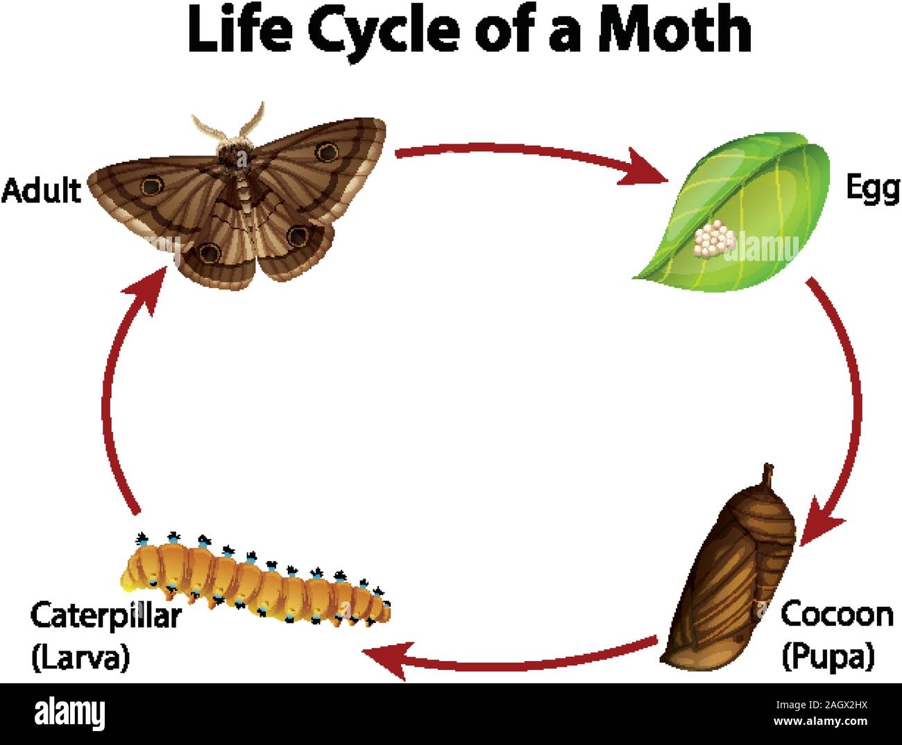 Life Cycle Of Moth Life Cycle Of Moth