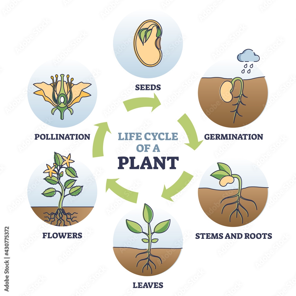 Life Cycle Of Plant With Seeds Growth In Biological Labeled Outline Life Cycle Of Plant With Seeds Growth In Biological Labeled Outline