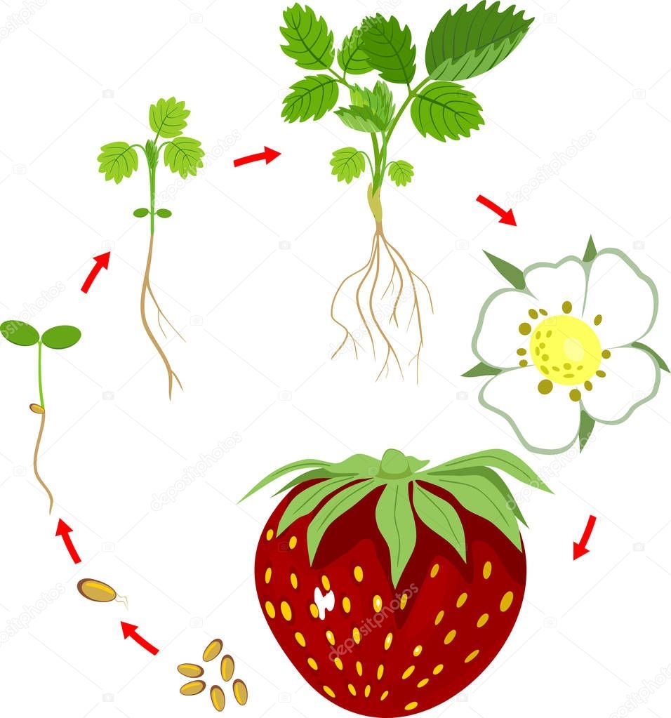 Life Cycle of a Strawberry Plant for Kids Life Cycle of a Strawberry Plant for Kids