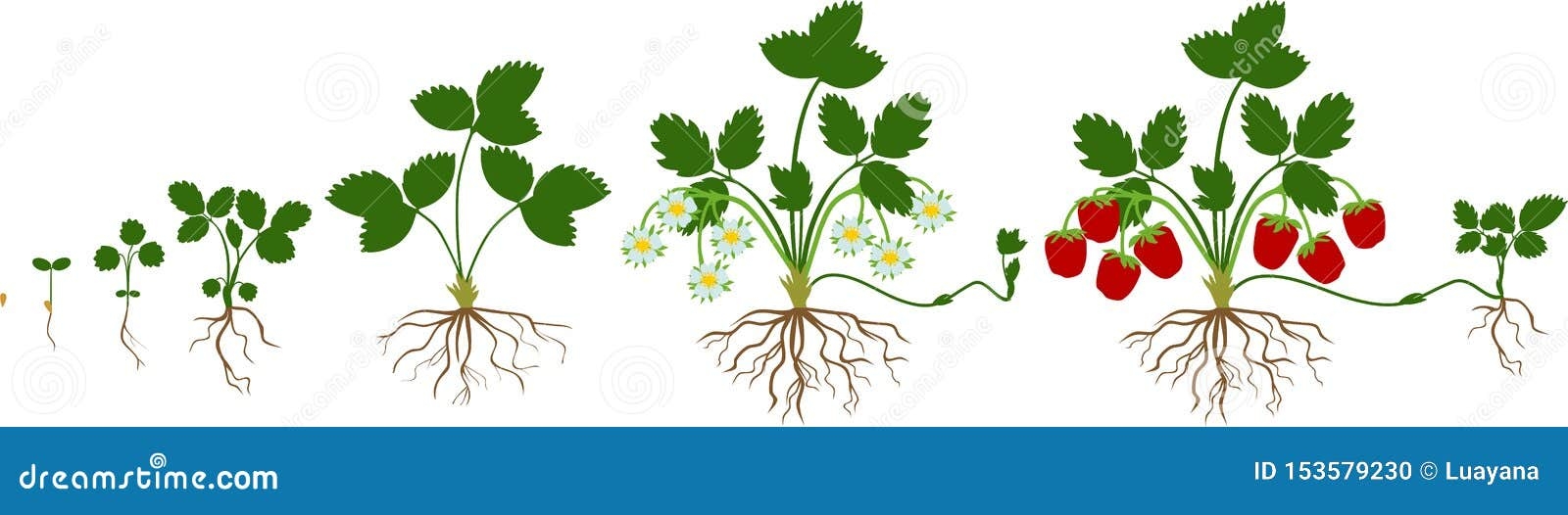 Life Cycle Of Strawberry Plant Growth Stage From Seed To Strawberry Life Cycle Of Strawberry Plant Growth Stage From Seed To Strawberry