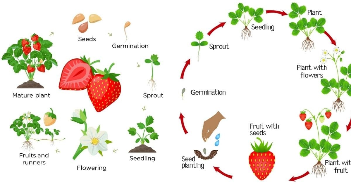 Life Cycle Of Strawberry Plant Life Cycle Of Strawberry Plant