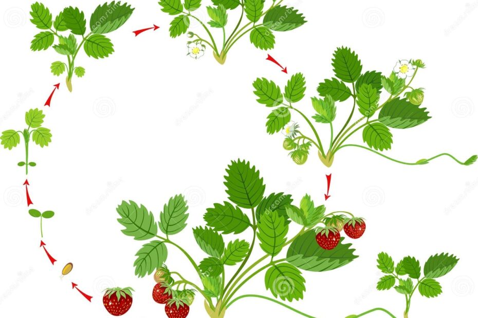 Life Cycle Of Strawberry Stock Vector Illustration Of Leaves 132257518