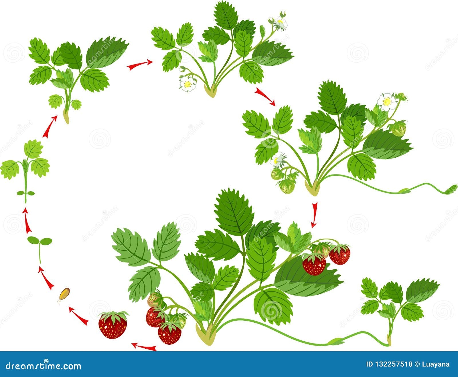 Life Cycle Of Strawberry Stock Vector Illustration Of Leaves 132257518 Life Cycle Of Strawberry Stock Vector Illustration Of Leaves 132257518