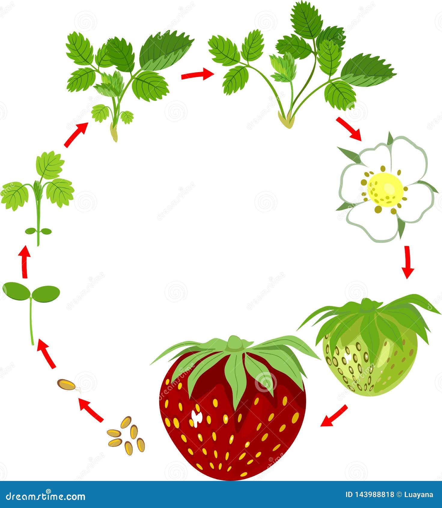 Life Cycle Of Strawberry Stock Vector Illustration Of Lifecycle Life Cycle Of Strawberry Stock Vector Illustration Of Lifecycle