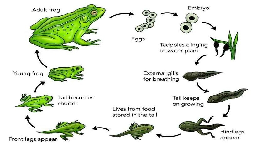 Life Cycle Of Tadpole Life Cycle Of Tadpole