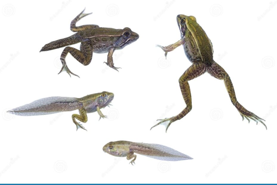 Life Cycle Of Tadpole